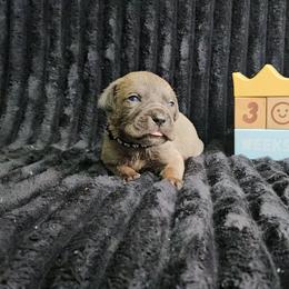 Black collar - Gray brindle male Cane Corso puppy in Fritch, Texas from Carrie Brown's Cane Corsos
