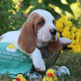 Puffer - Red and white male Basset Hound puppy in Pollock, Missouri from Northstar