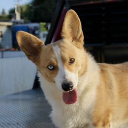 Cali - Pembroke Welsh Corgi
