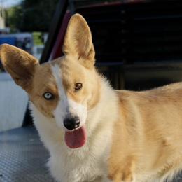 Cali - Pembroke Welsh Corgi