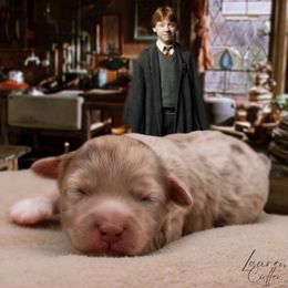 Ron - Chocolate male Havapoo puppy in Hendersonville, North Carolina from Grayfinn House