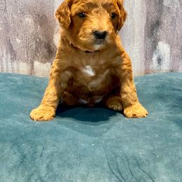 Goldendoodle Puppies from OodlesODoodles