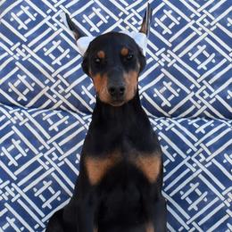 No collar female - Black and rust female Doberman Pinscher puppy in Lafayette, Louisiana from Indah Lux Dobermans