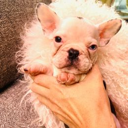 French Bulldog Puppies from For The Love of Frenchies