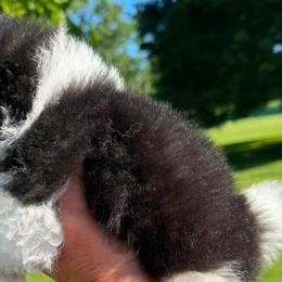 Pomeranians from Gootee's Pomeranian