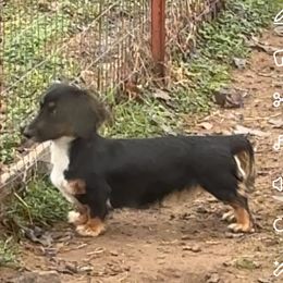Dachshund Puppies from Renee's Dachshund's