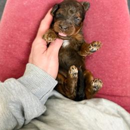 Lungo sable merle - Merle male Australian Labradoodle puppy in Wamego, Kansas from Doodles of Oz
