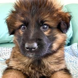 Samar - Sable male German Shepherd puppy in Cave Junction, Oregon from Faith Shepherds
