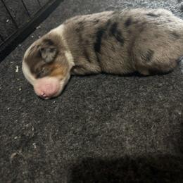 Harry - Blue merle male Toy Australian Shepherd puppy in Princeton, Louisiana from Legacy Hill Aussies