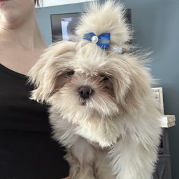Shih Tzu All Grown Up from Koda Bears Cubs
