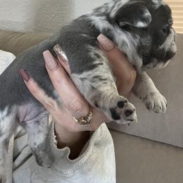 Bullmastiff and French Bulldog Puppies from Fernandes’ Guardians Bullmastiff