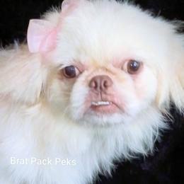 Bernadette - White female Pekingese puppy in Savannah, Georgia from Pekingese Zoo