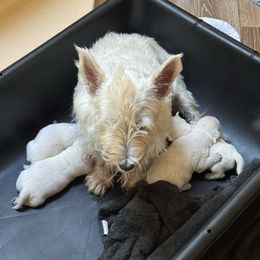 3 - White male West Highland White Terrier puppy in Prudenville, Michigan from Randy Ellen West Highland White Terriers of Michigan