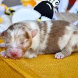 Spring - Red merle female Australian Shepherd puppy in Kirksville, Missouri from BellSharps Australian Shepherds