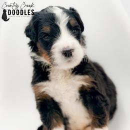 FINN - Tri-color male Bernedoodle puppy in Tipton, Indiana from Country Creek Doodles