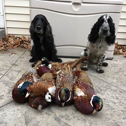 English Cocker Spaniel All Grown Up from Woodwyn Farm