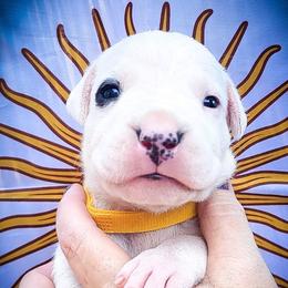Girl 2 Guinevere - White female Dogo Argentino puppy in San Diego, California from Debonair Dogos