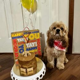 Cocker Spaniel Puppies from Gates Cocker Spaniels