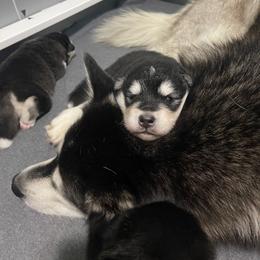 Alaskan Malamute Puppies from Fawn River Malamutes