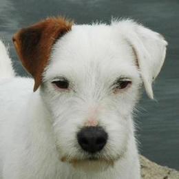 Jack Russell Terriers and Parson Russell Terriers from Wendover Terriers