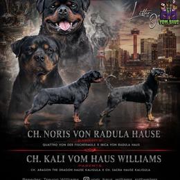 Boy 2 - Black and rust male Rottweiler puppy in San Antonio, Texas from VHWilliamsRottweilers