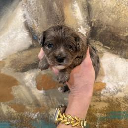 Male 2 - Merle male Cavapoo puppy in Fayetteville, Arkansas from Silver Hill Farm
