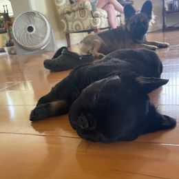 French Bulldog Puppies from Just Us Frenchies