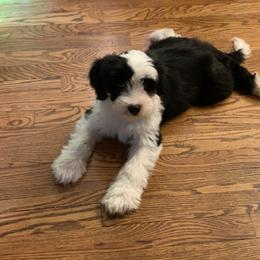 Tibetan Terrier All Grown Up from Kham Ra Tibetans