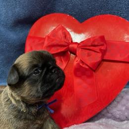 Brussels Griffon puppies from JOVAL Brussels Griffons
