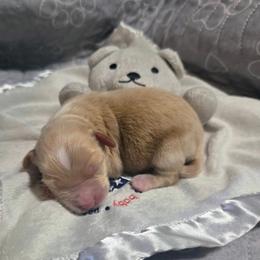 Wicket - Cream male Aussiedoodle puppy in Cumberland, Rhode Island from W Doodle Crew