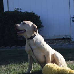Nesquik - Dilute Retriever