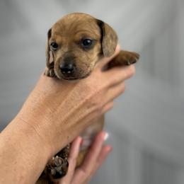 Fox - Red male Dachshund puppy in Atwater, California from Jes & 3 weens