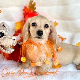 Chiffon(2600 AKC pet) - Cream female Dachshund puppy in Augusta, Arkansas from Savvy-Dee's Dachshunds