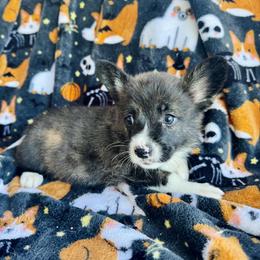American Corgi Puppies from 5H Corgis