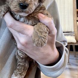 Cavapoo, Cockapoo, Goldendoodle, and Maltipoo Puppies from Perdue Puppies