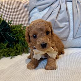 Marvin Glen - male Cavapoochon puppy in Lucas, Ohio from Apricot Lane Puppy
