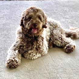 Darla - Goldendoodle