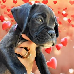 Boxer Puppies from Winchester Boxers