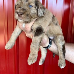 Aussiedoodle and Bernedoodle Puppies from LolliPop Farms