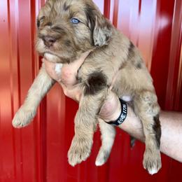 Aussiedoodle and Bernedoodle Puppies from LolliPop Farms