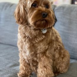 Zuri - Cockapoo