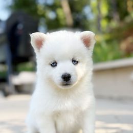 Quiche - White female Pomsky puppy in Grass Valley, California from Karalot Pomskies