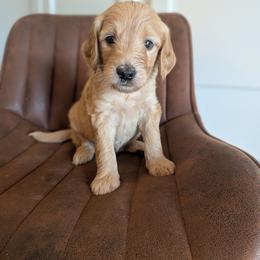 Grey - Apricot male Goldendoodle puppy in Prattville, Alabama from Jericho Junction Doodles and Poodles