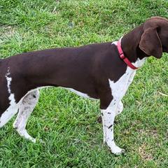 Nova - German Shorthaired Pointer