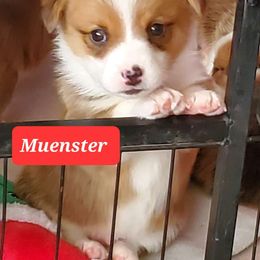 Muenster - Pembroke Welsh Corgi puppy in New Mexico from Crystal's Pembroke Welsh Corgis
