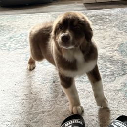 Shamrock - Red tri-color Australian Shepherd puppy in Coldwater, Michigan from Northern Star Australian Shepherds