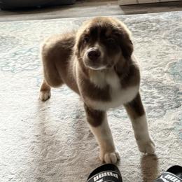 Shamrock - Red tri-color Australian Shepherd puppy in Coldwater, Michigan from Northern Star Australian Shepherds