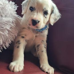 Bolt - White and black male Dalmatian puppy in Salem, Missouri from Paradise Spots Dalmatians