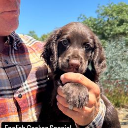 Cocker Spaniel and English Cocker Spaniel Puppies from CuttinBlue Farms