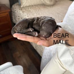 Bear - Brown male Poodle puppy in Pueblo West, Colorado from Little Paws Poodles